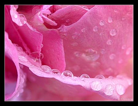 ma jolie rose toute rose